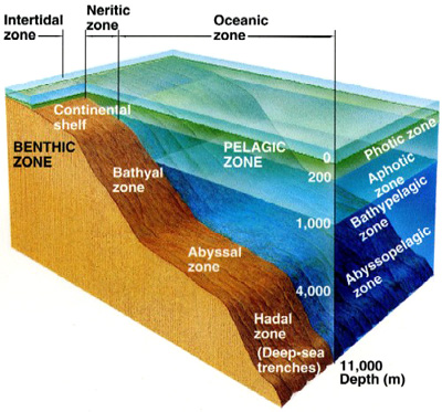 pelagic zone diagram