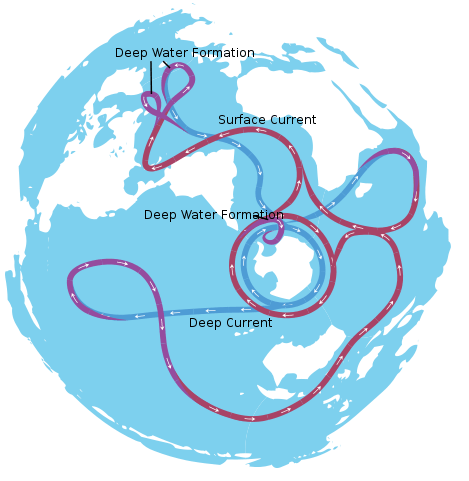 The ocean conveyor belt from an Antarctic perspective. The ACC circles Antarctica in the center of the image. Deep water formation in the North Atlantic can be seen in the mid-upper left corner. The Pacific Ocean is the lower left quarter; with the Indian Ocean to the mid-right.