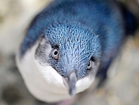 curious-baby-blue-penguin